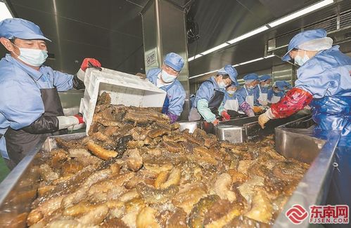 閩派海參 全鏈 出擊 鏈接 百億養殖產業
