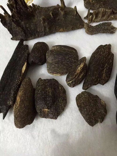 蟲眼沉香剛剛初步加工出來的樣子