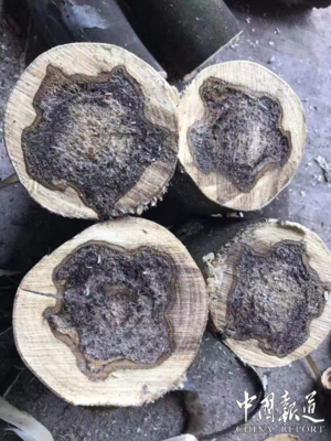 [中國報道] 廣東沉香產業帶動百姓富,實現生態美