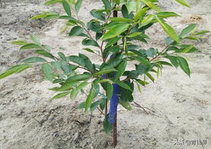 沉香種植現(xiàn)狀及發(fā)展研究