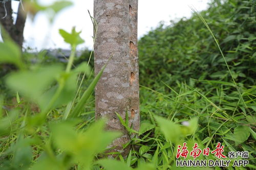 瓊中 沉香飄香產業旺 鄉村振興有特色