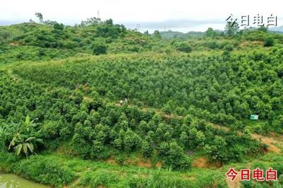 沙垌沉香墟:產(chǎn)業(yè)“筑基”、文化“鑄魂”,振興見實效得民心