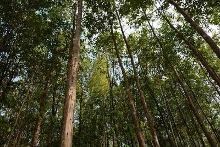 亞洲種植園資本公司馬來西亞工廠首次完成CITES批準的沉香進口【1】-新聞頻道-手機