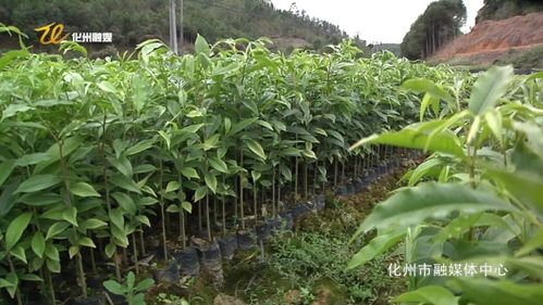 平定 沉香種植戶加快轉型升級步伐 助推鄉村振興
