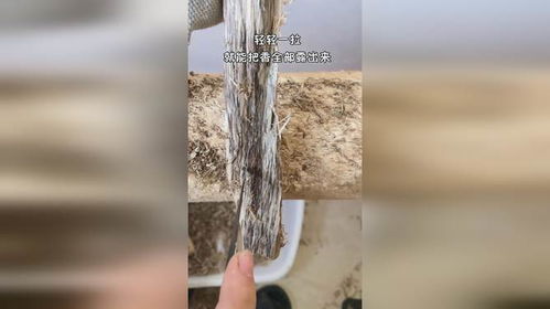 發霉的樹心蟲漏沉香香柸加工過程