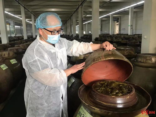 實地探訪四川老壇酸菜加工廠 土坑絕跡,全程標準化車間 業內稱長遠看土坑酸菜曝光是好消息