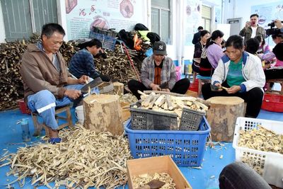 電白:沉香產業年產值3年內要超100億元