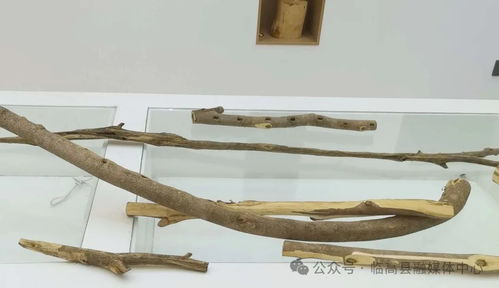 臨高皇桐富雄村 生態(tài) 經(jīng)濟(jì) 發(fā)展沉香 打造現(xiàn)代農(nóng)業(yè)產(chǎn)業(yè)園