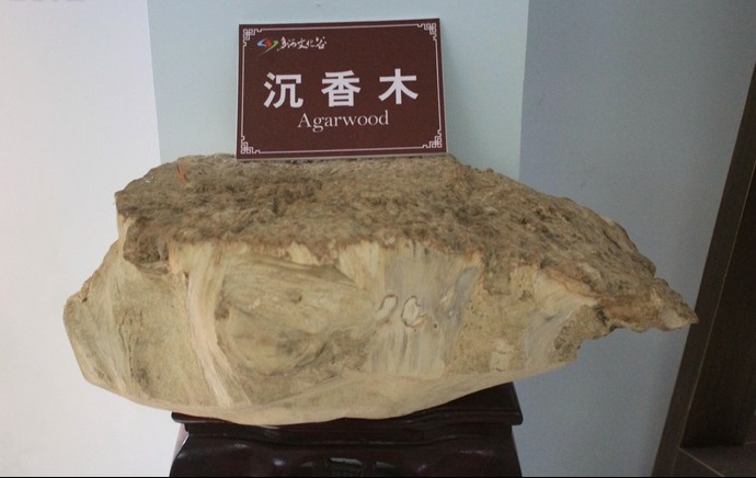 沉香到底是不是木頭?