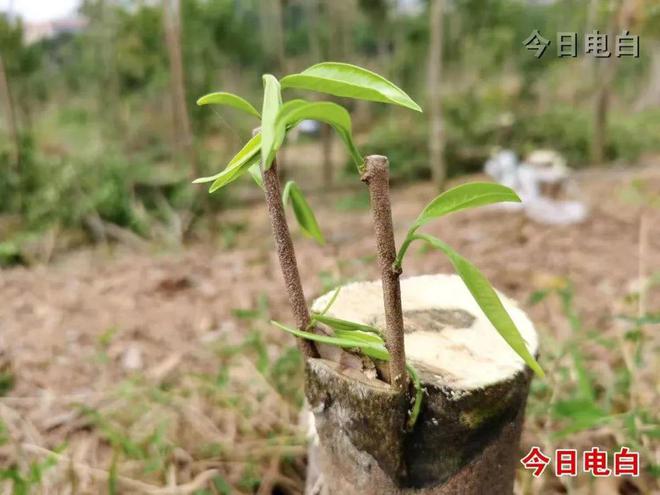電白打造“三院一站兩中心”六大平臺賦能 沉香產業邁向百億級
